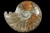 Polished, Agatized Ammonite (Cleoniceras) - Madagascar #133234-1